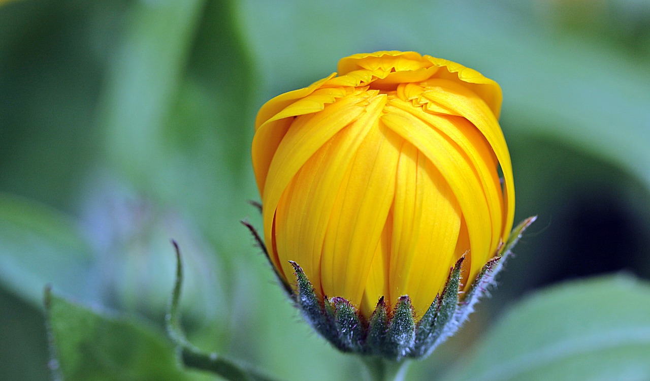 Image - marigold calendula bud open