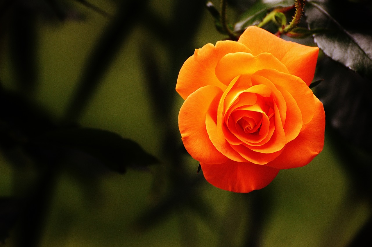 Image - rose orange blossom bloom flower