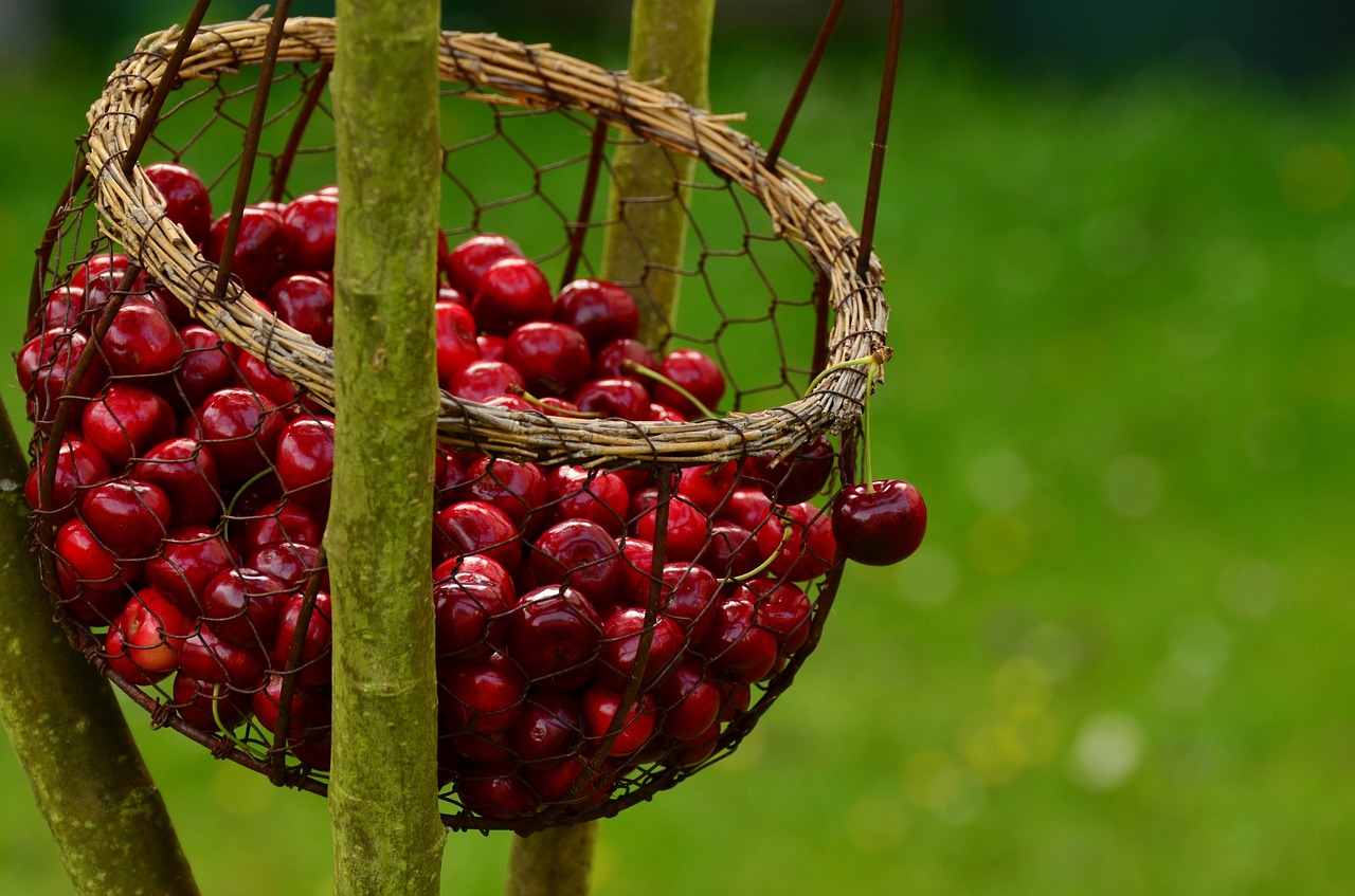 Image - cherries fruits sweet cherry