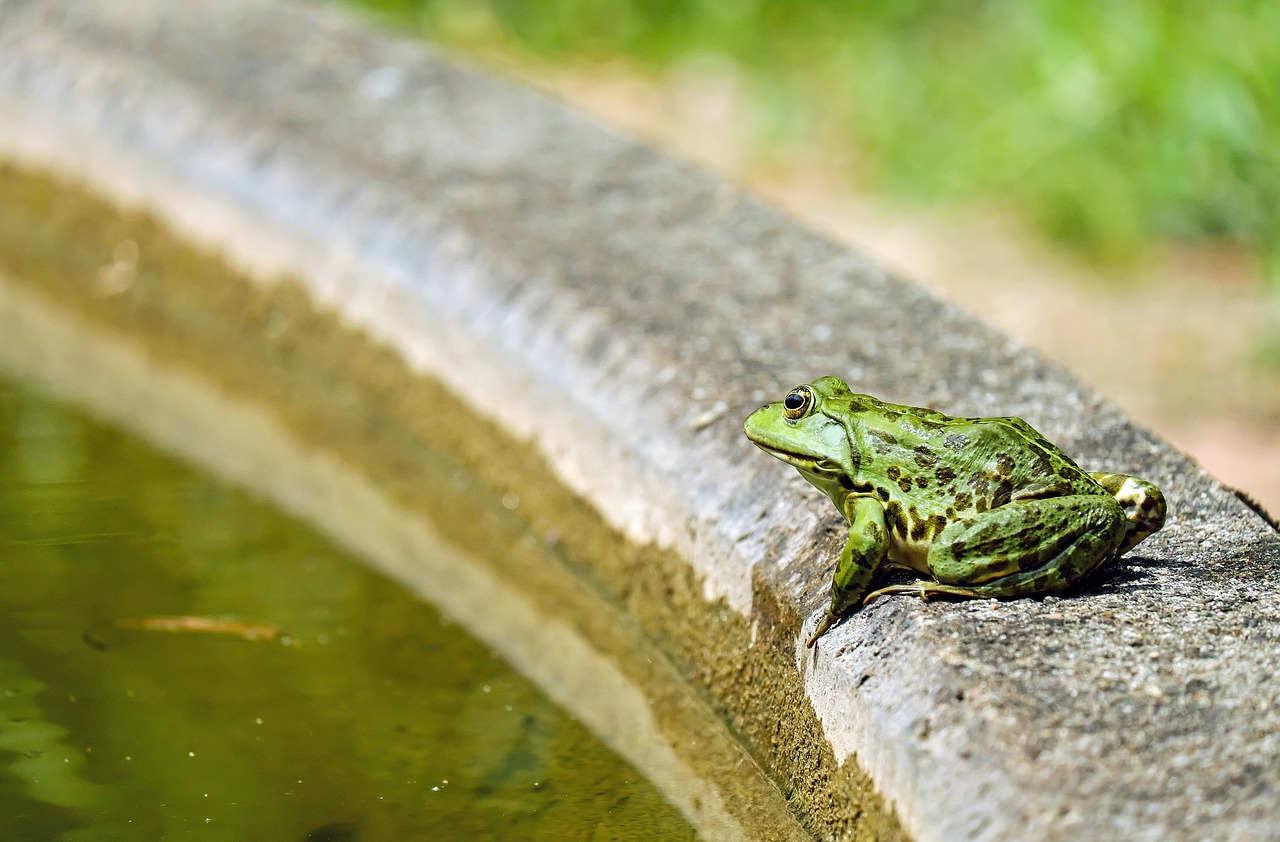 Image - frog water frog animal green