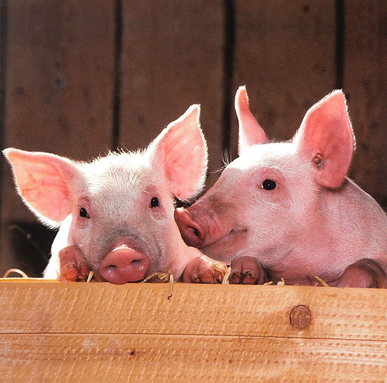 Image - pigs pen portrait livestock barn