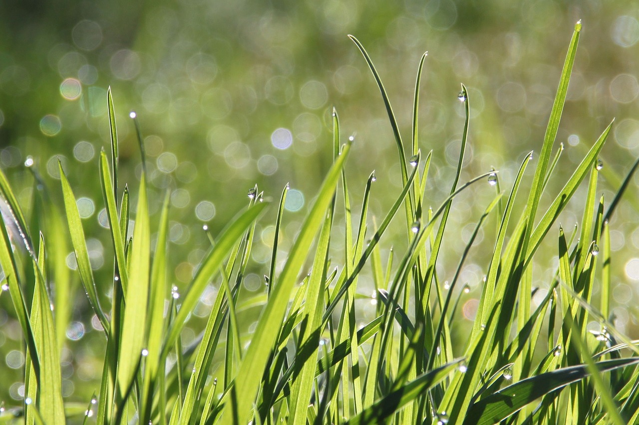 Image - dew morning meadow bokeh morgentau