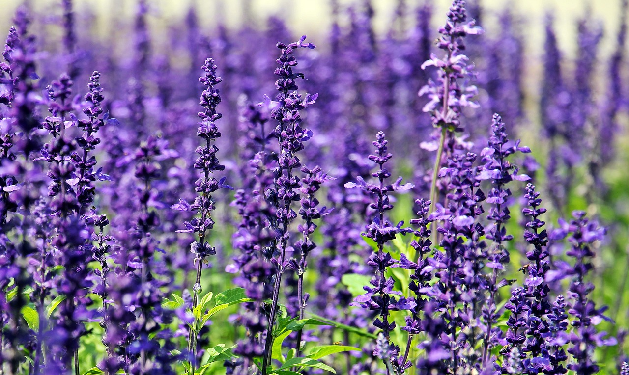 Image - lavender flowers purple flowers