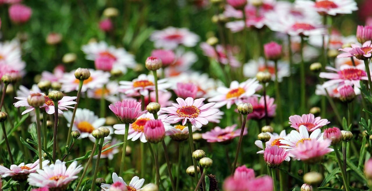 Image - marguerite tree daisy flower