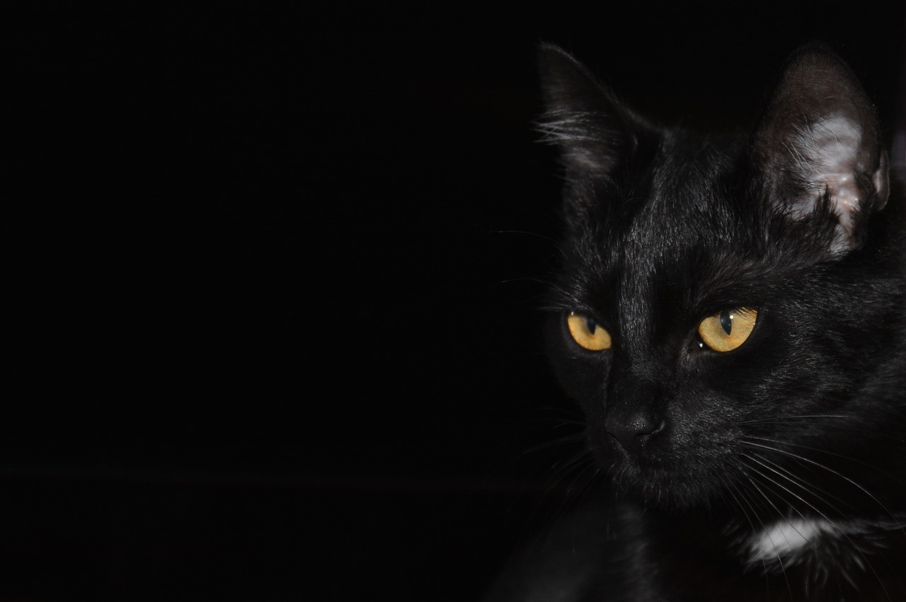 Image - cat black background cat eyes eyes