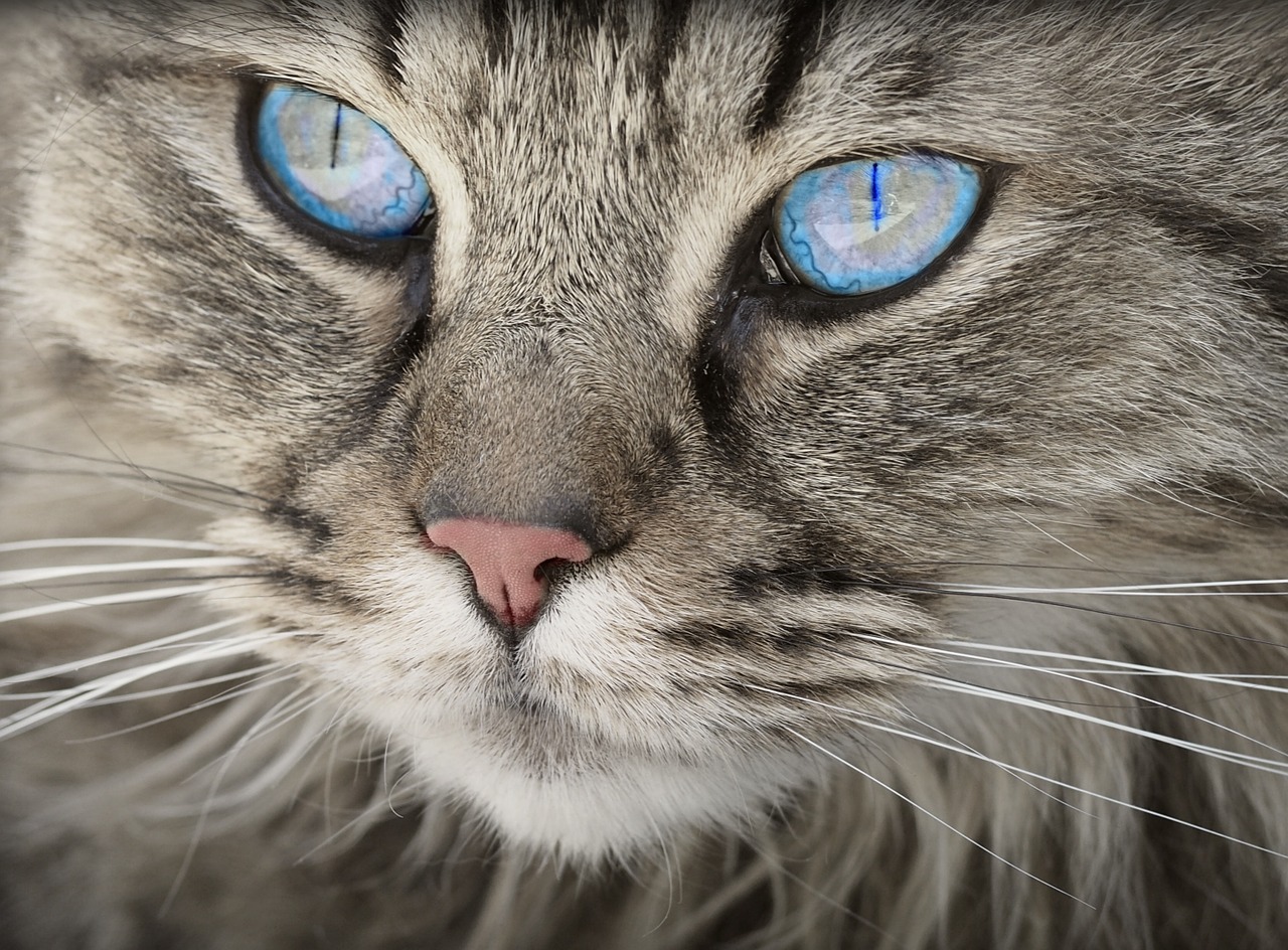 Image - cat animal cat portrait cat s eyes