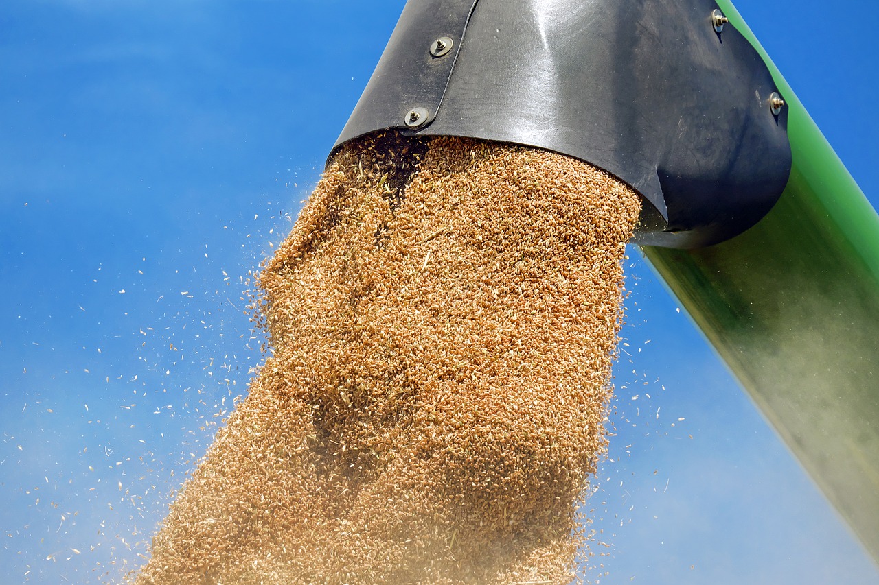 Image - wheat cereals wheat grains grain