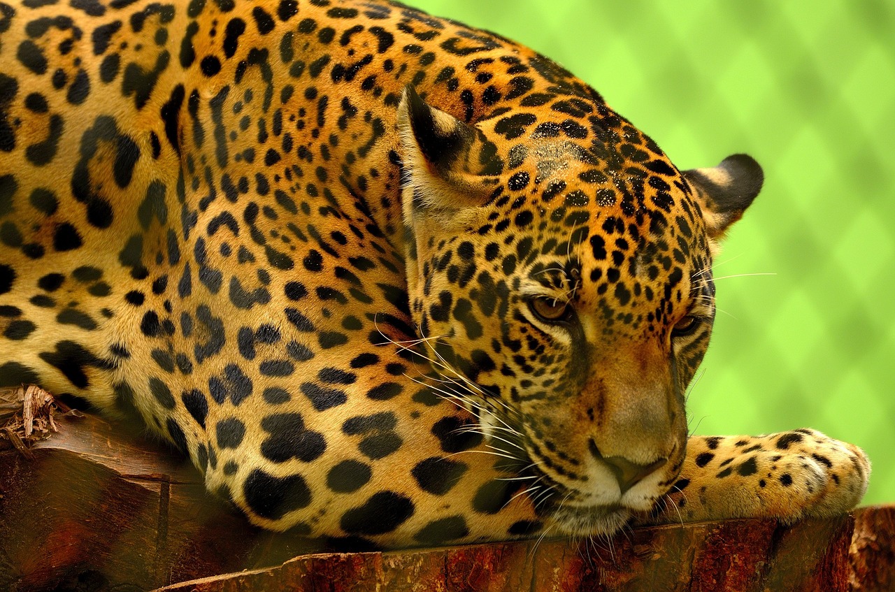 Image - jaguar big cat carnivore feline