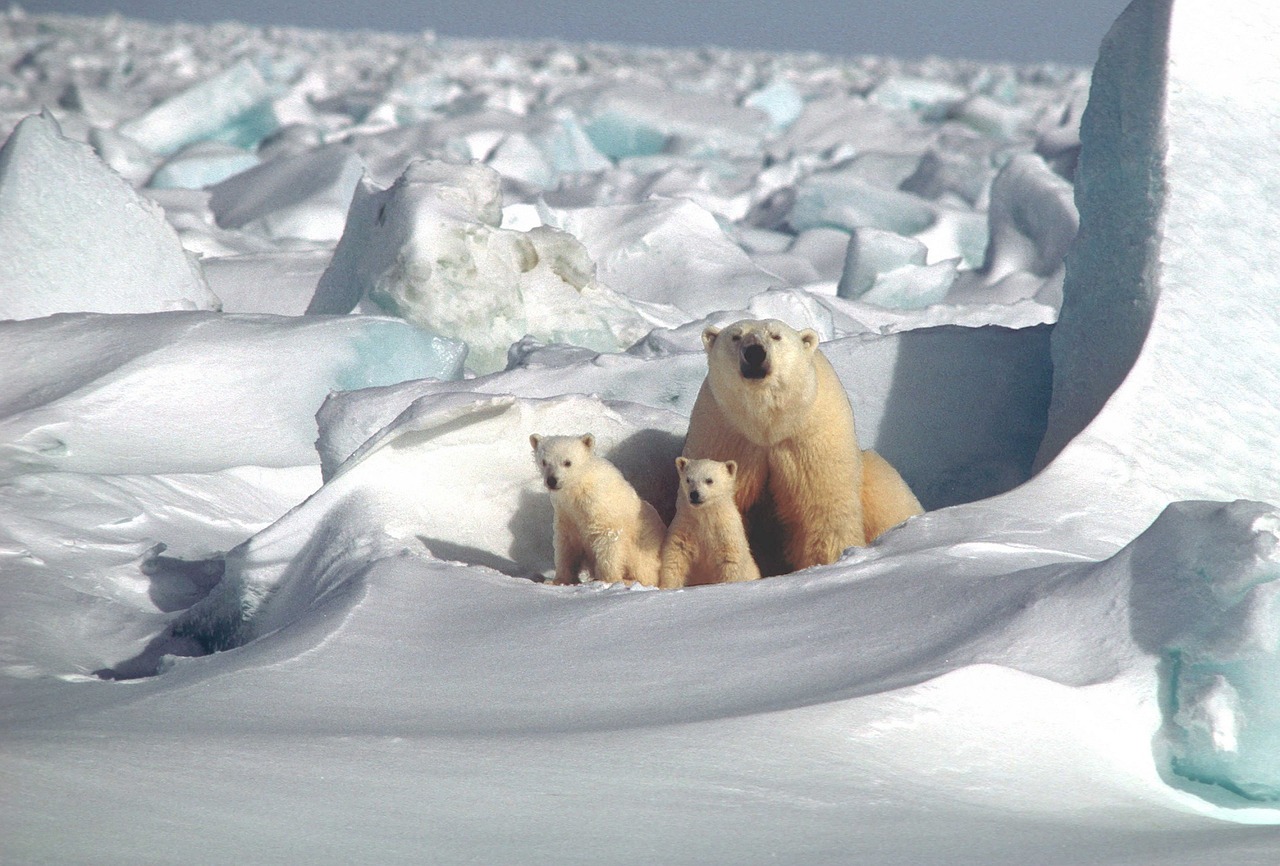 Image - polar bear mother cubs white