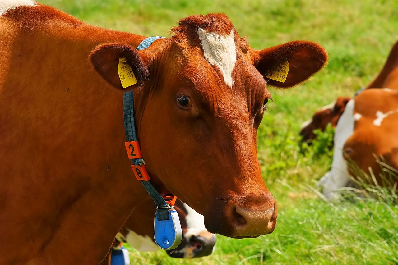 Image - cow red orange pasture curious