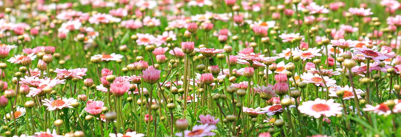 Image - flower meadow wildflowers meadow