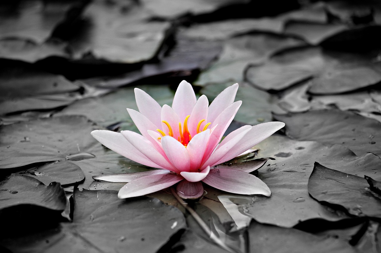 Image - water lily pink aquatic plant