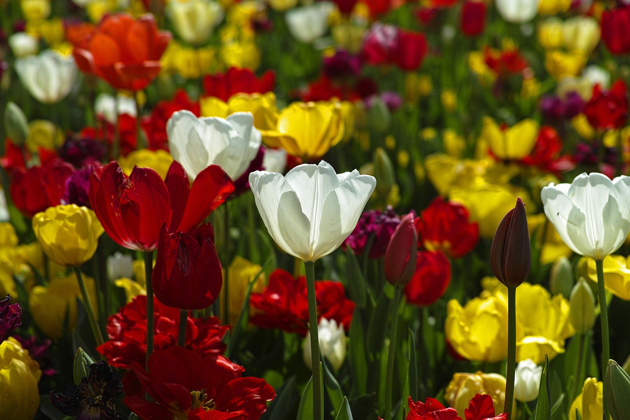 Image - tulips flower plant color garden