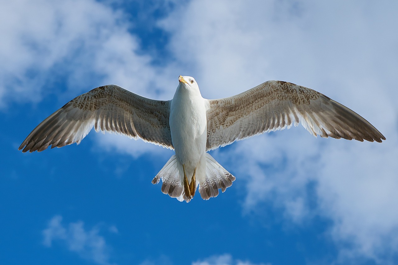 Image - seagull bird fly animal freedom