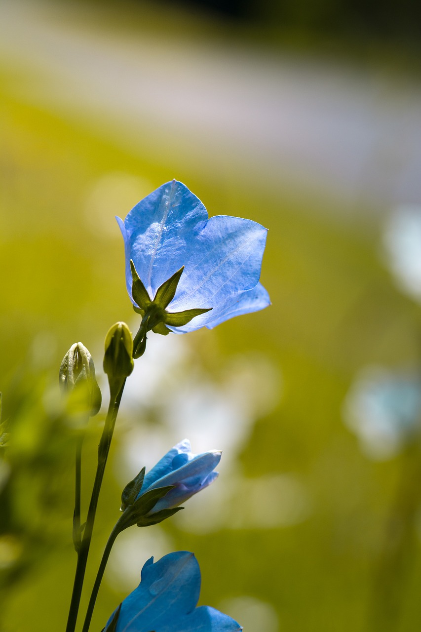 Image - flower bellflower blue blue flower