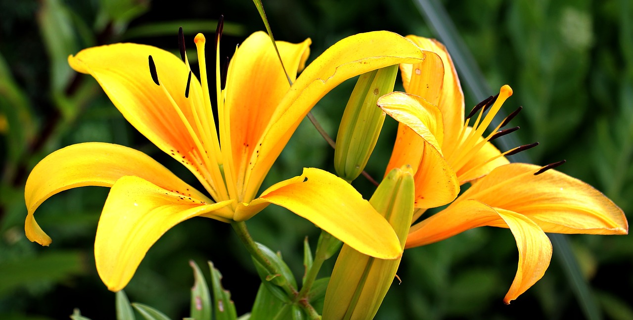 Image - lily flowers early flower garden