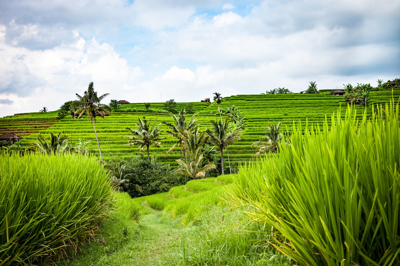 Image - bali rice terraces landscape rice