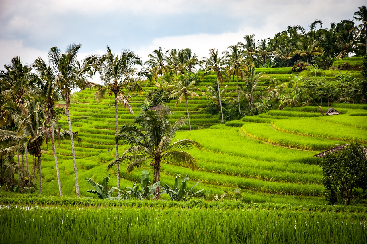 Image - rice rice terrace terraces