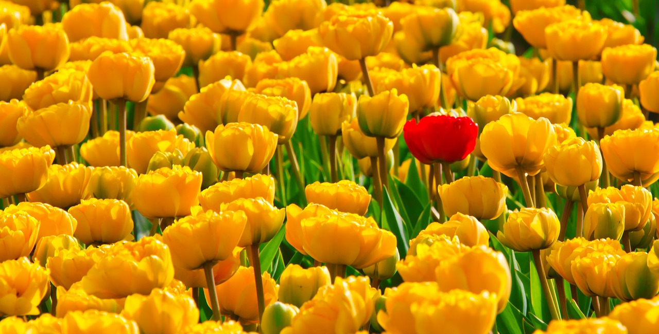 Image - tulips flowers yellow beautiful