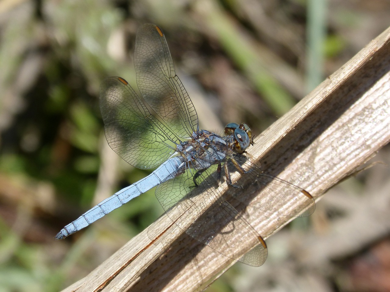 Image - dragonfly blue dragonfly pond