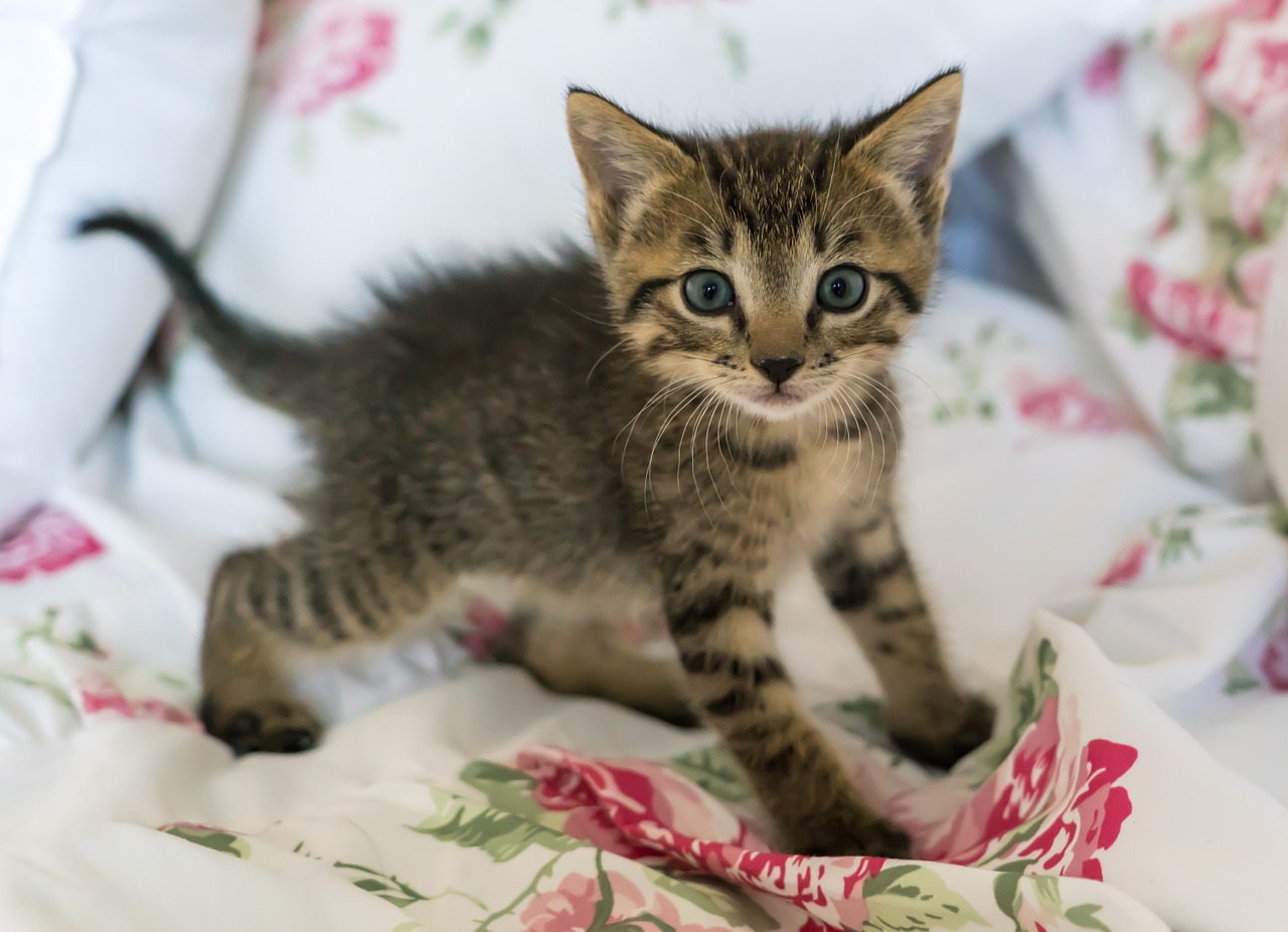Image - kitten newborn cat foster cute