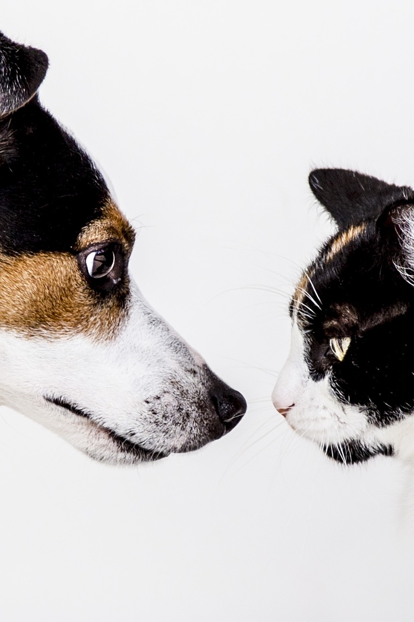 Image - cats dog animal dogs animals pet
