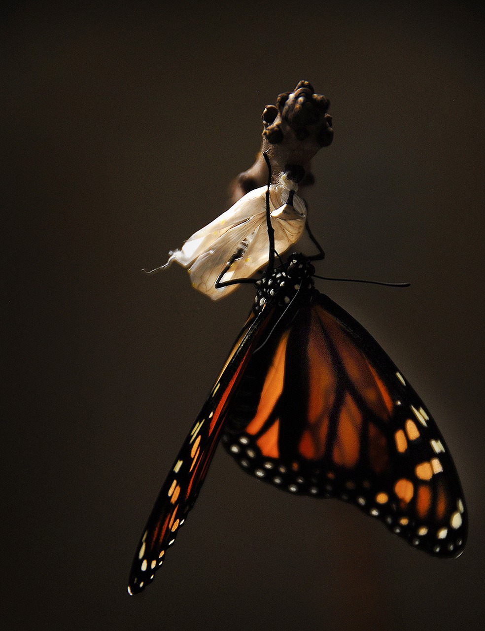 Image - butterfly monarch monarch butterfly