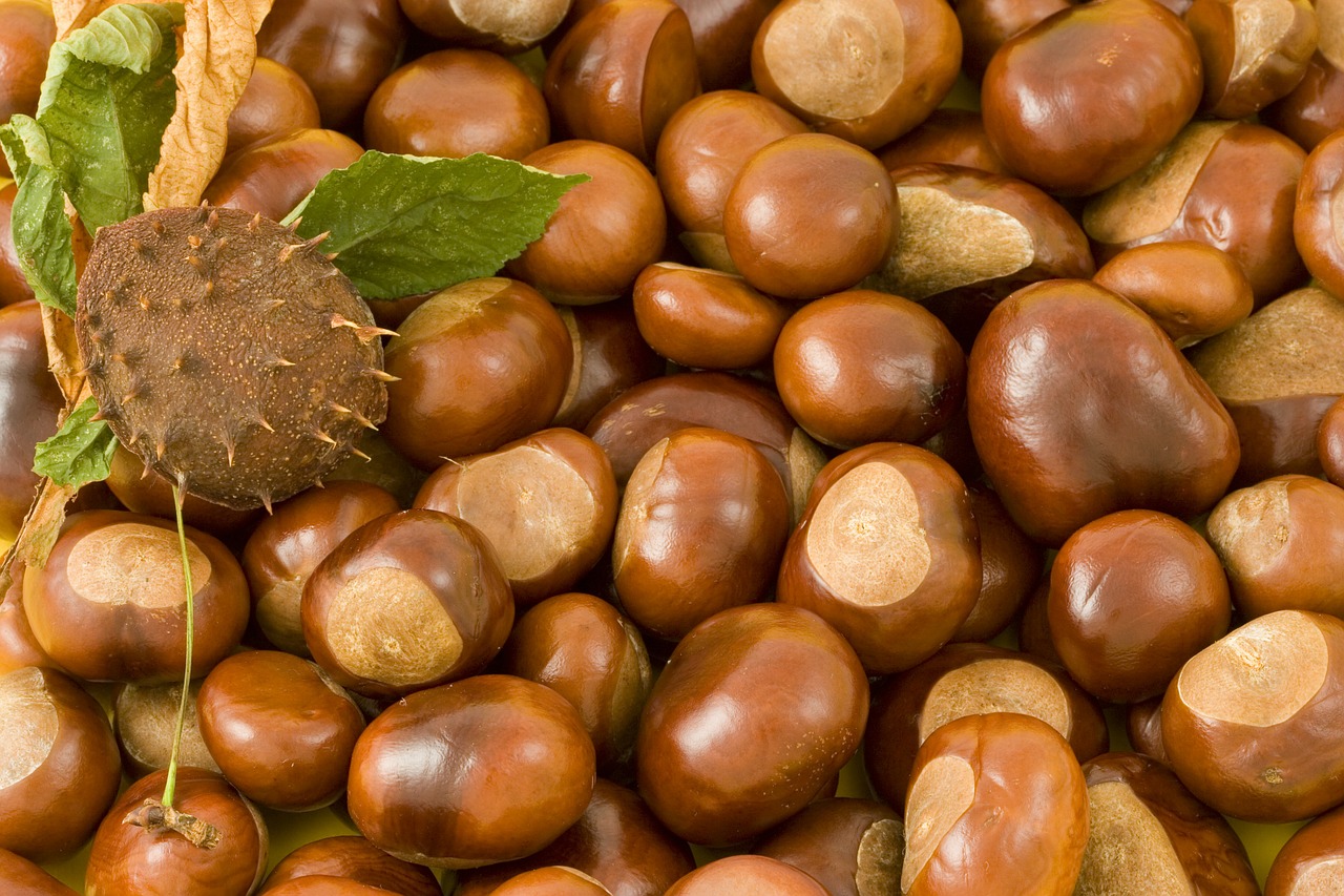 Image - conkers conker background leaves