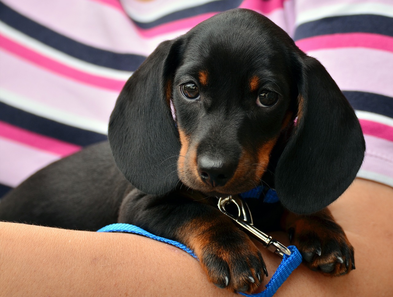 Image - dachshund puppy young animal