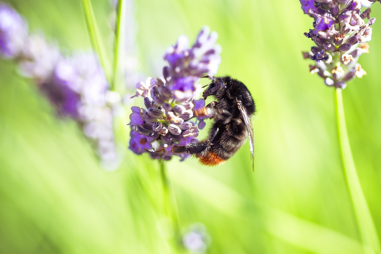 Image - bourdon insect forage garden