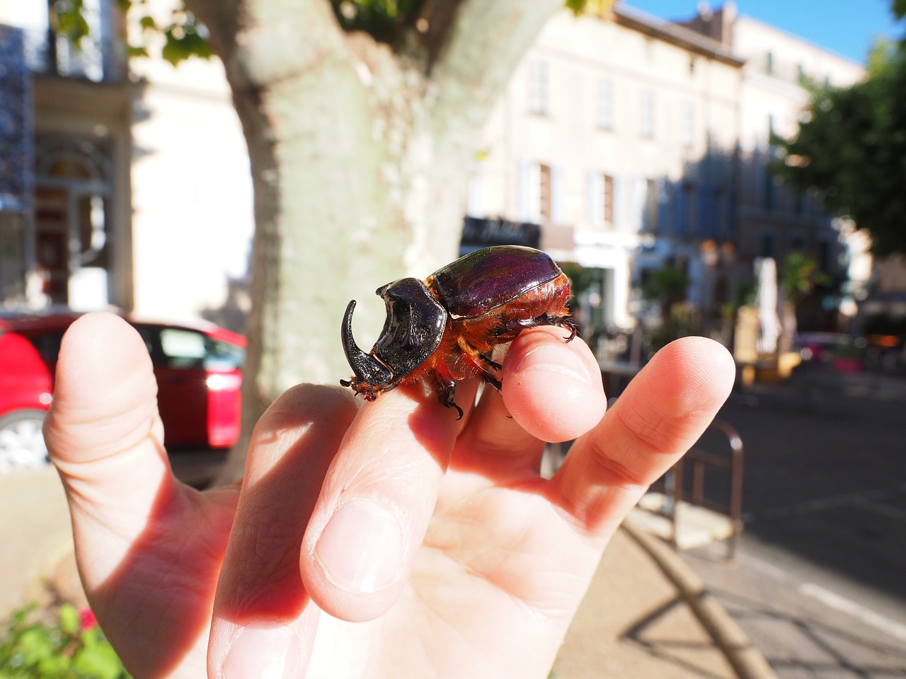 Image - rhinoceros beetle beetle krabbeltier