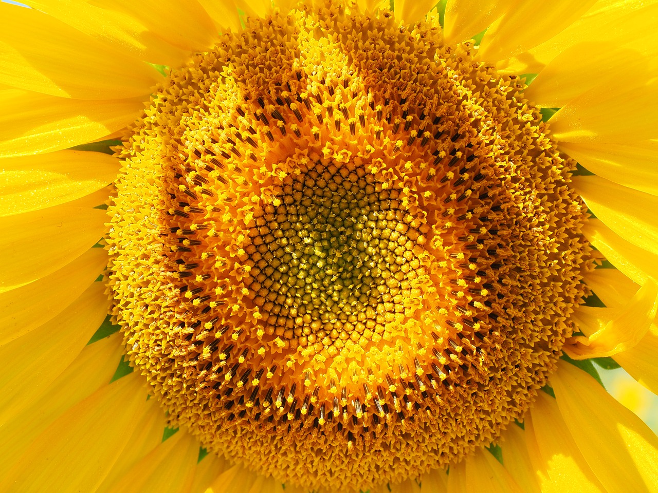 Image - sun flower inflorescence