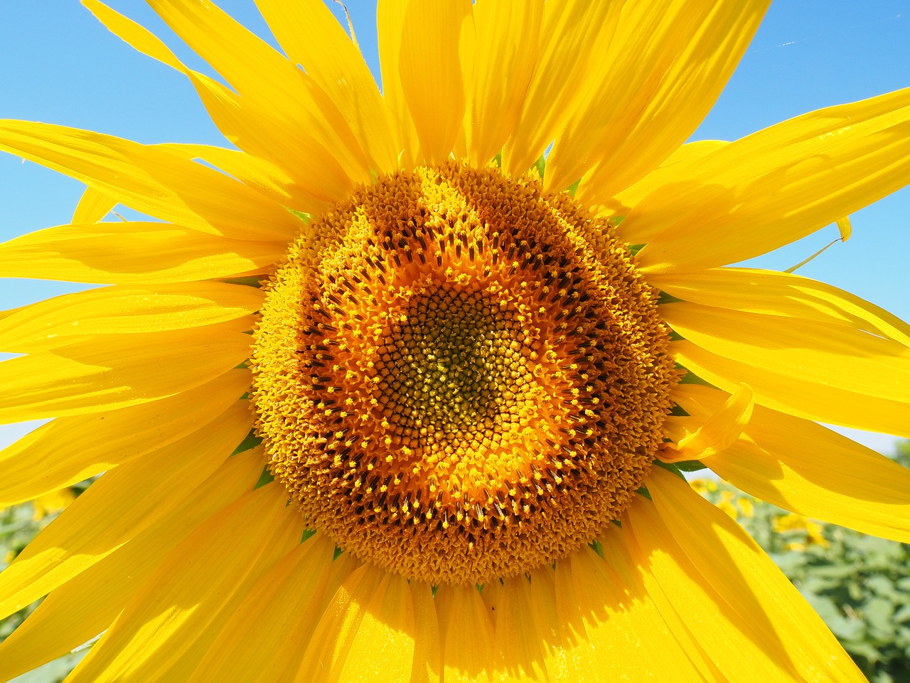 Image - sun flower inflorescence