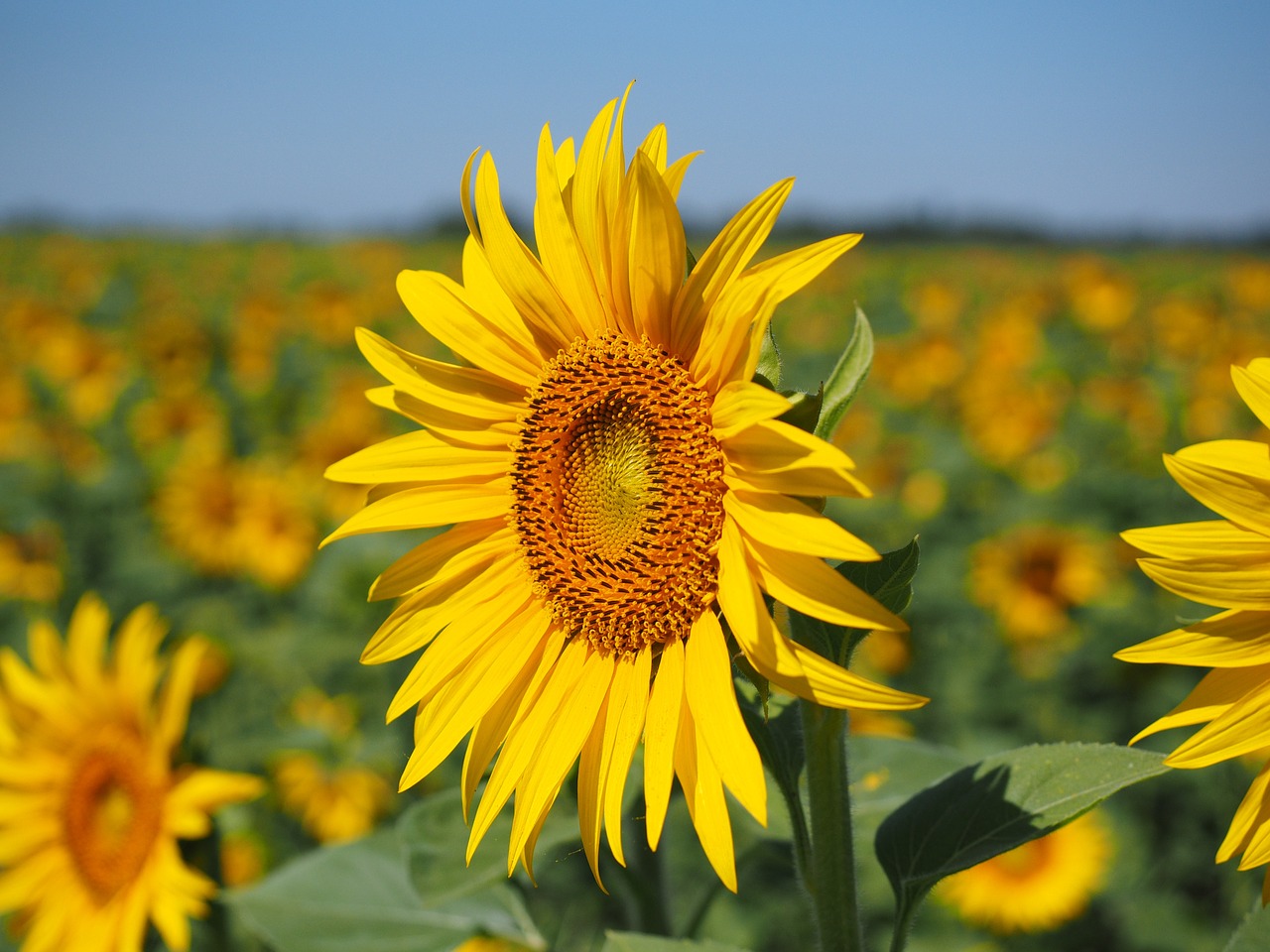 Image - sun flower inflorescence