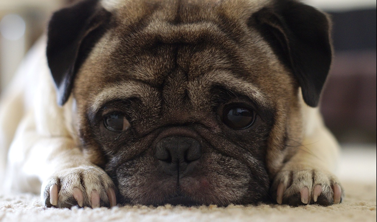 Image - pug puppy dog canine close up