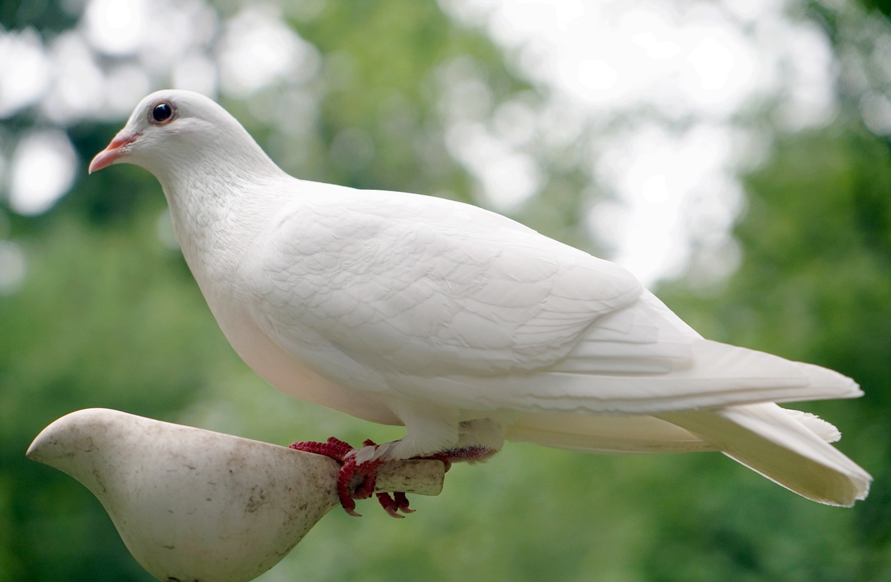 Image - dove bird nature peace white hope