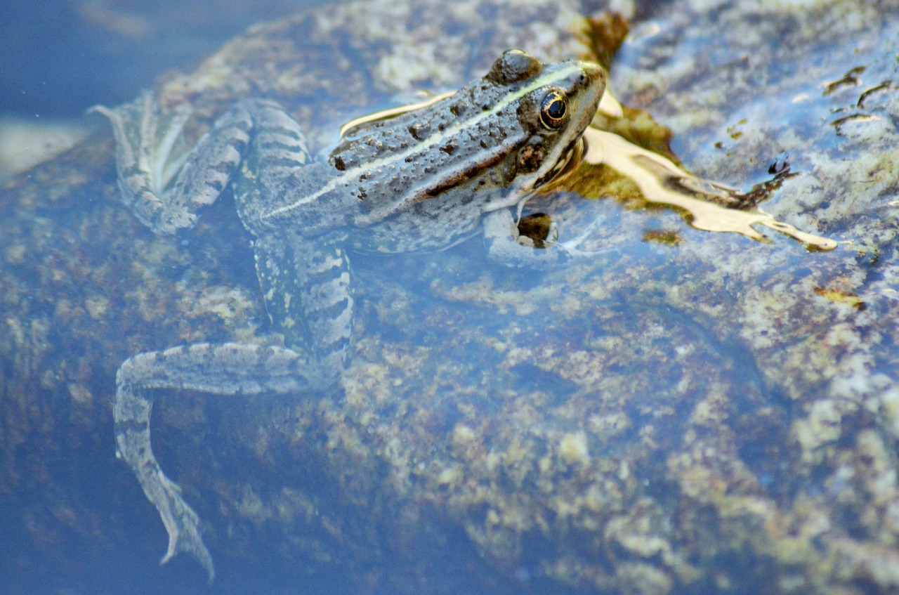 Image - toad frog gerardo water nature