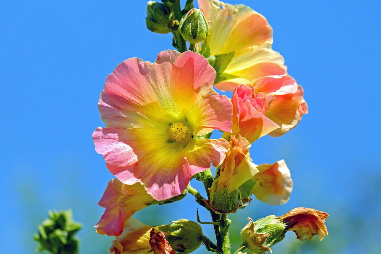 Image - stock rose baby rose flower blossom