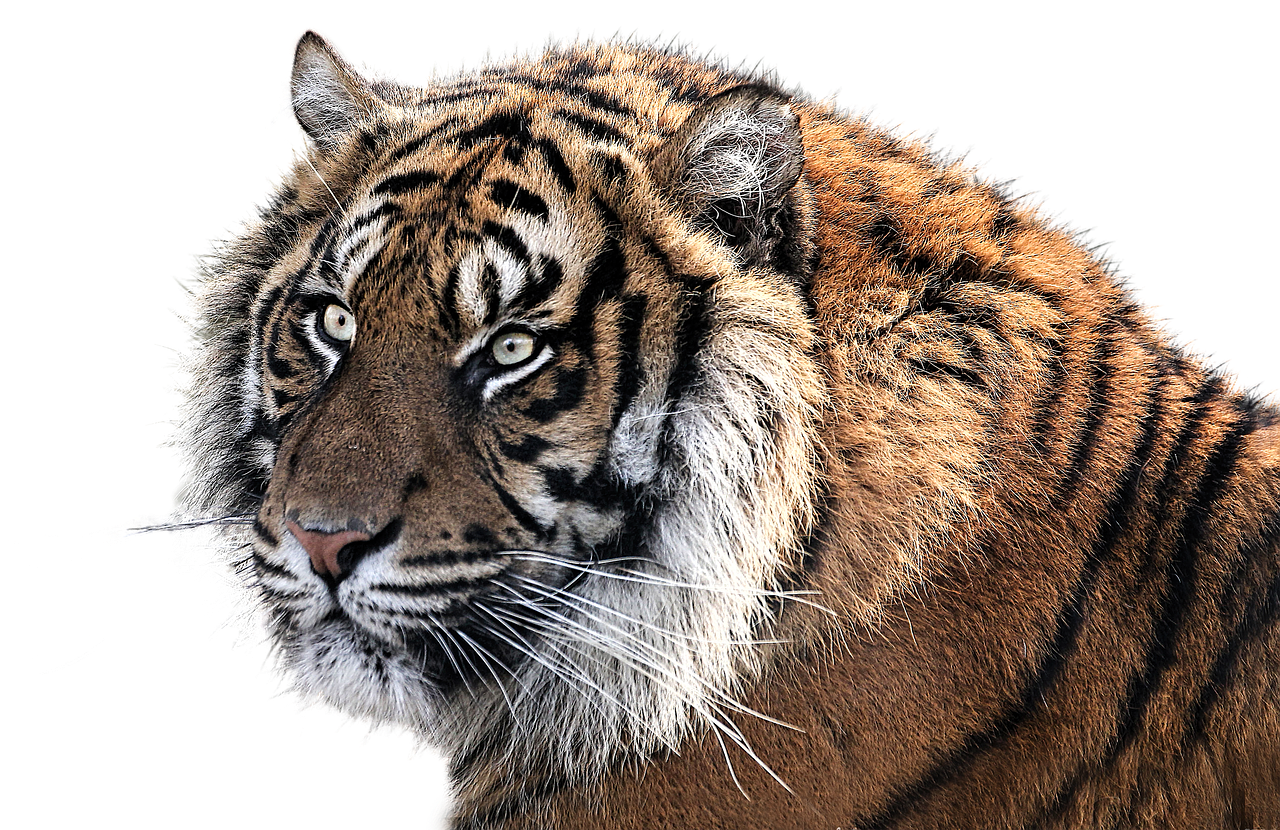Image - tiger tiger head animal feline png