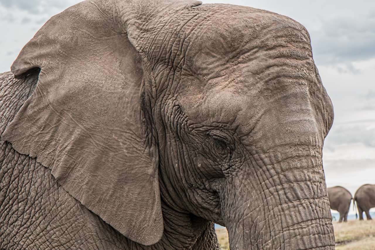 Image - elephant trunk skin care big