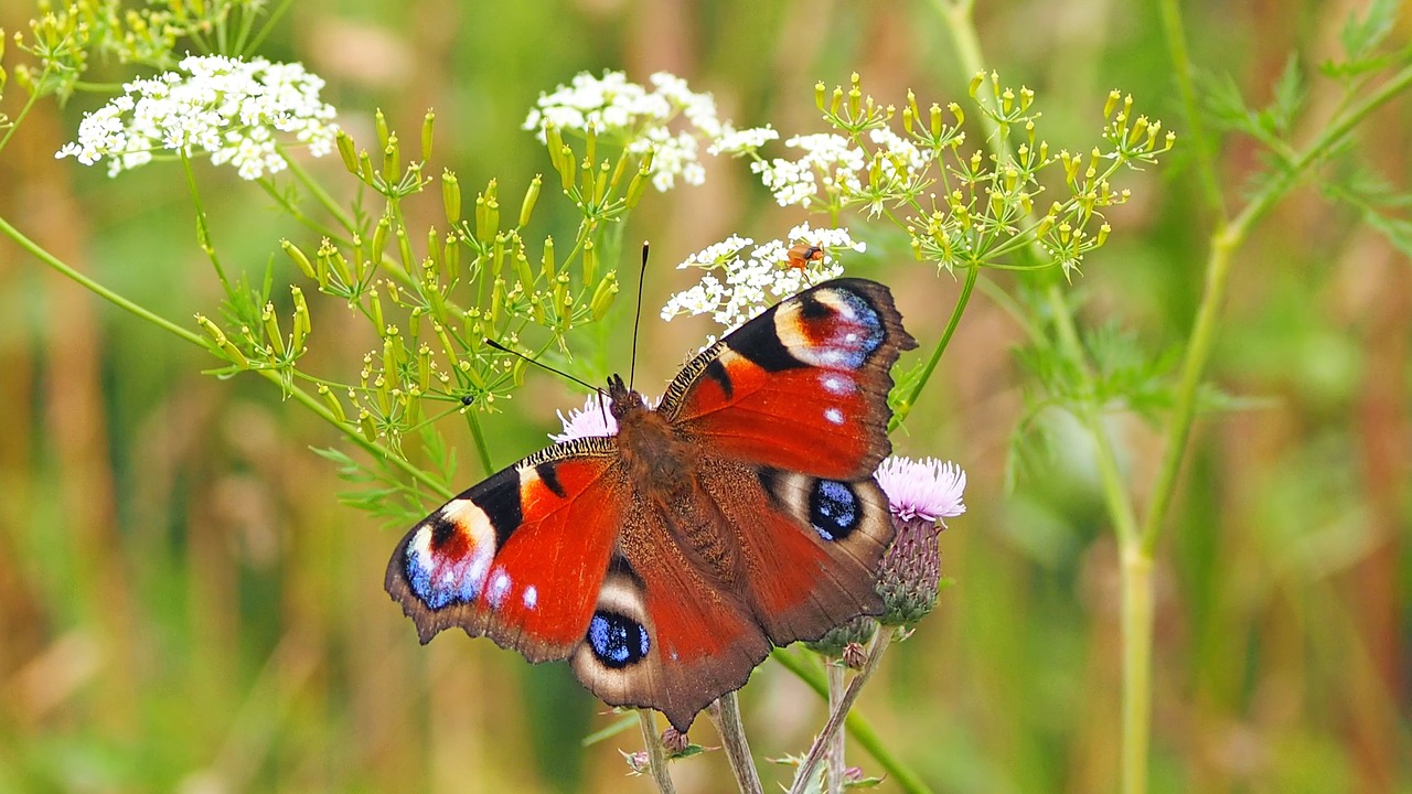 Image - insect nature live