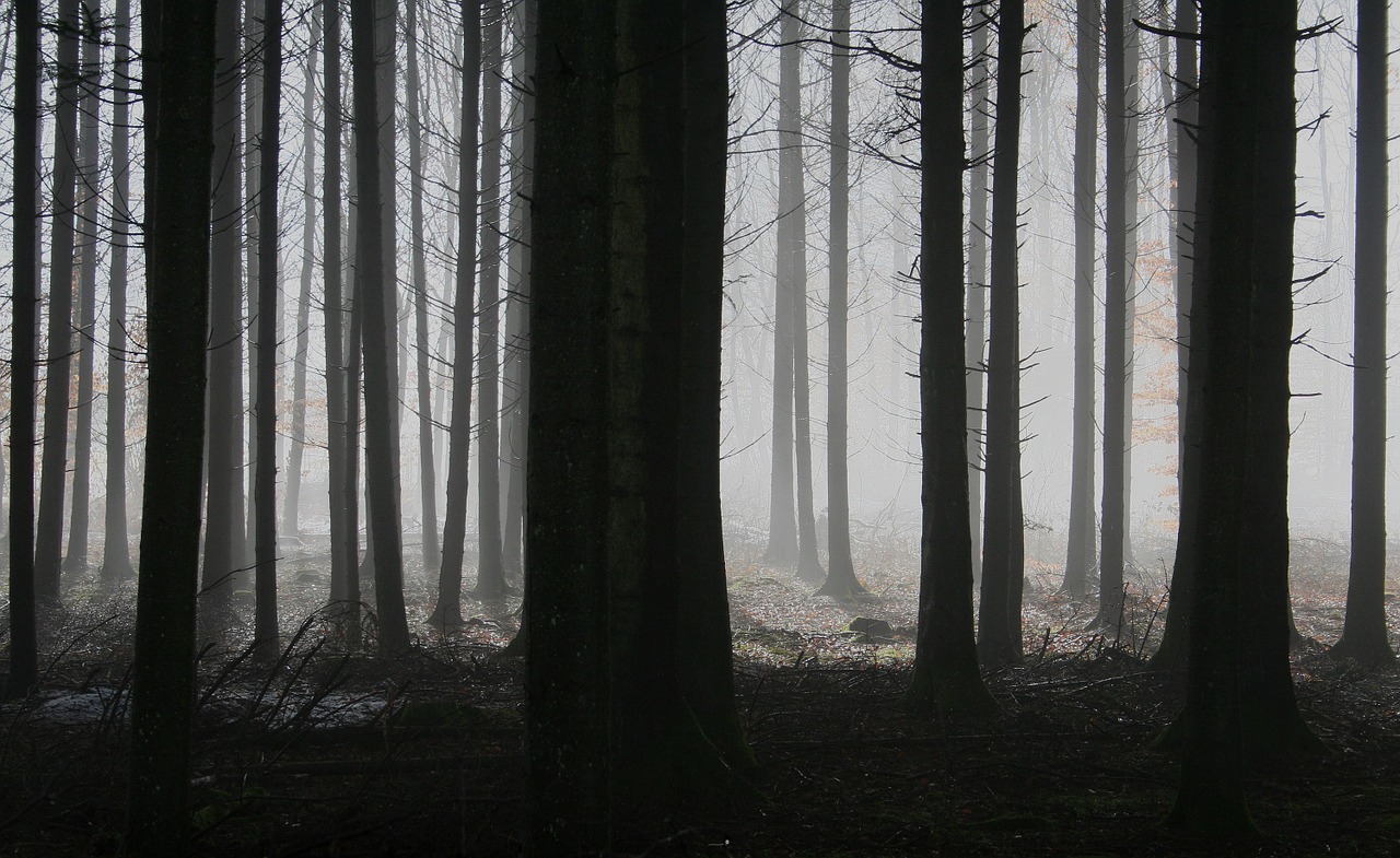 Image - forest trees fog autumn gloomy