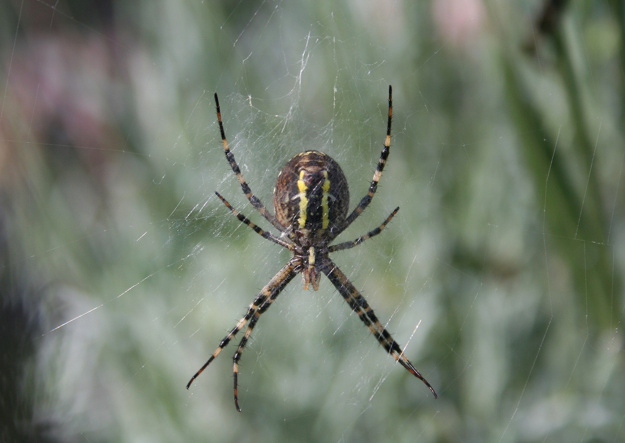 Image - wasp spider spin insect yellow