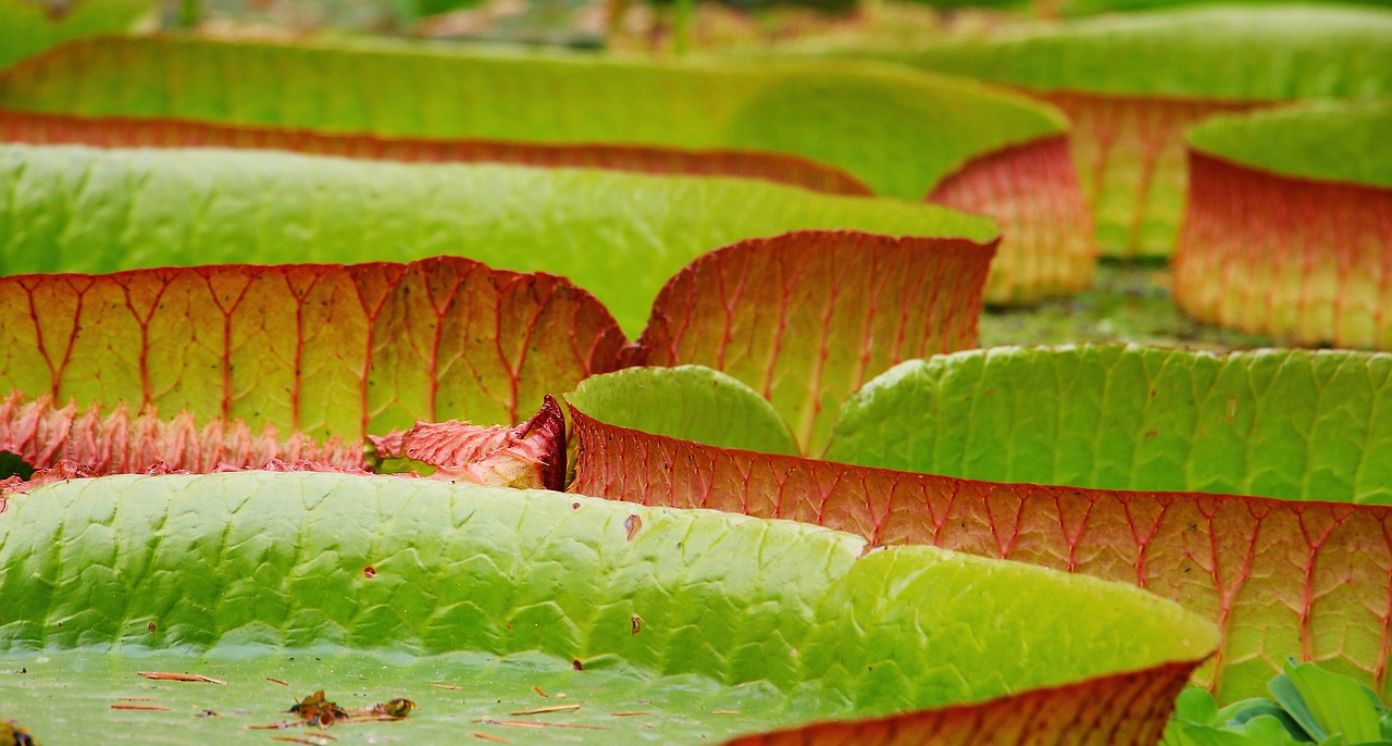 Image - lily pad seerosen plate victoria