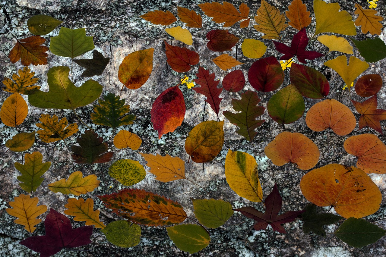 Image - leaves true leaves maple