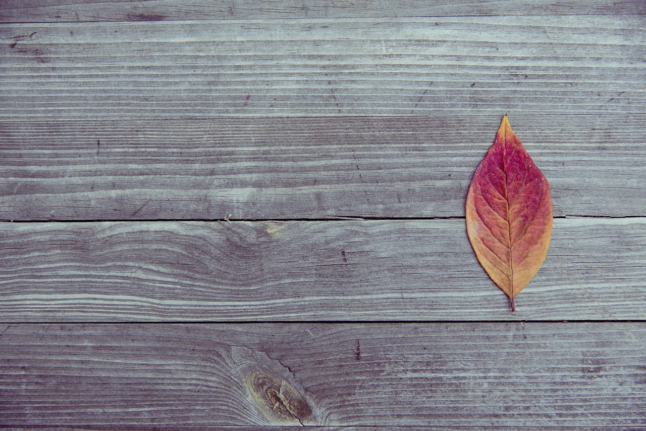Image - autumn leaf colorful wood