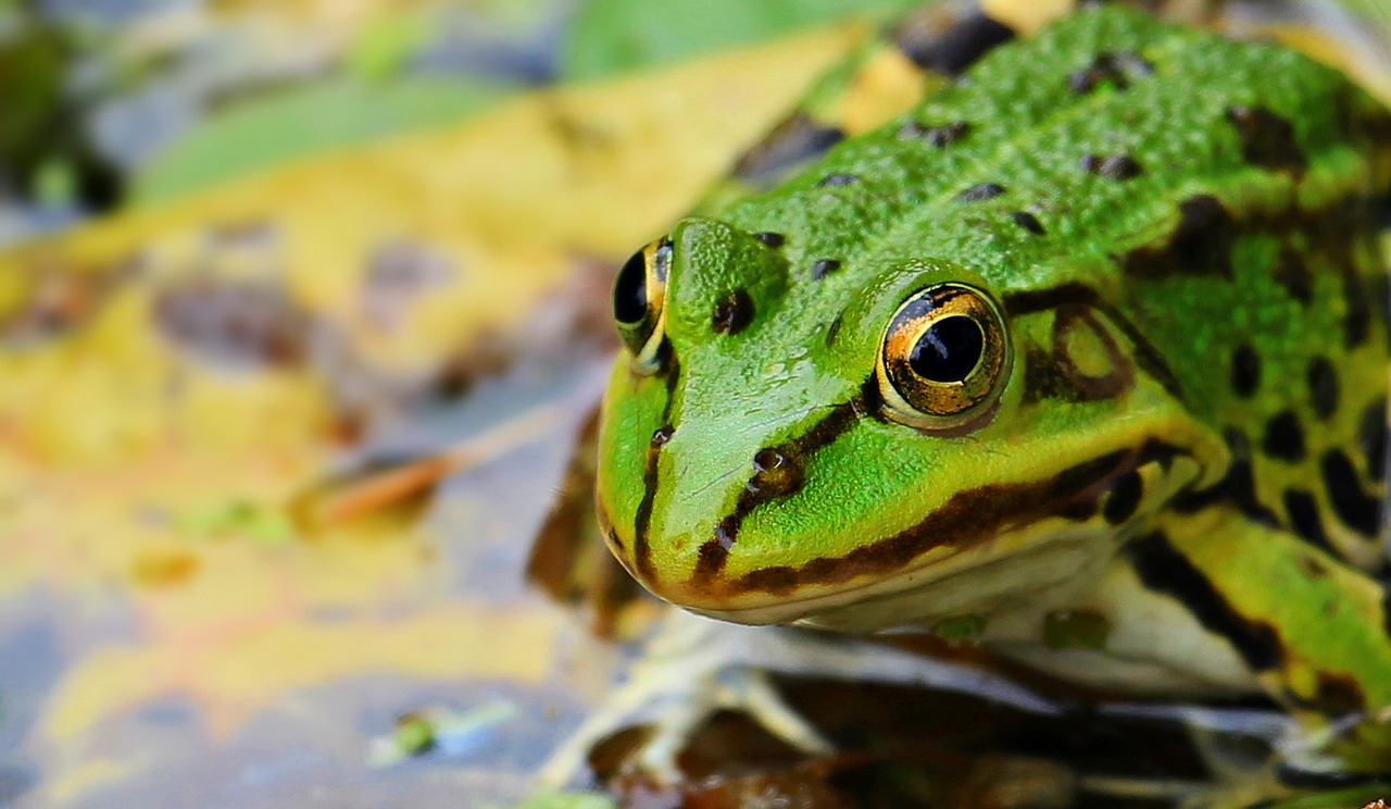 Image - frog green green frog pond water