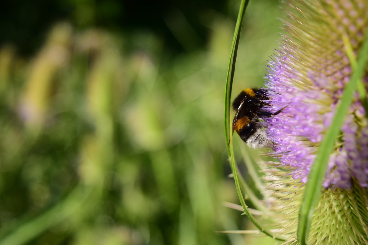 Image - wild teasel dipsacus fullonum