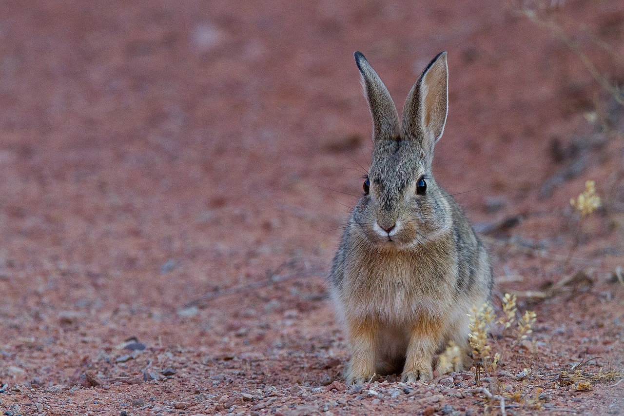 Image - desert cottontail rabbit bunny hare