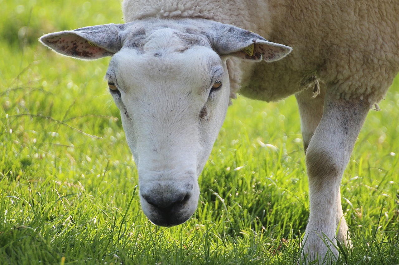 Image - sheep cheerful happy cute